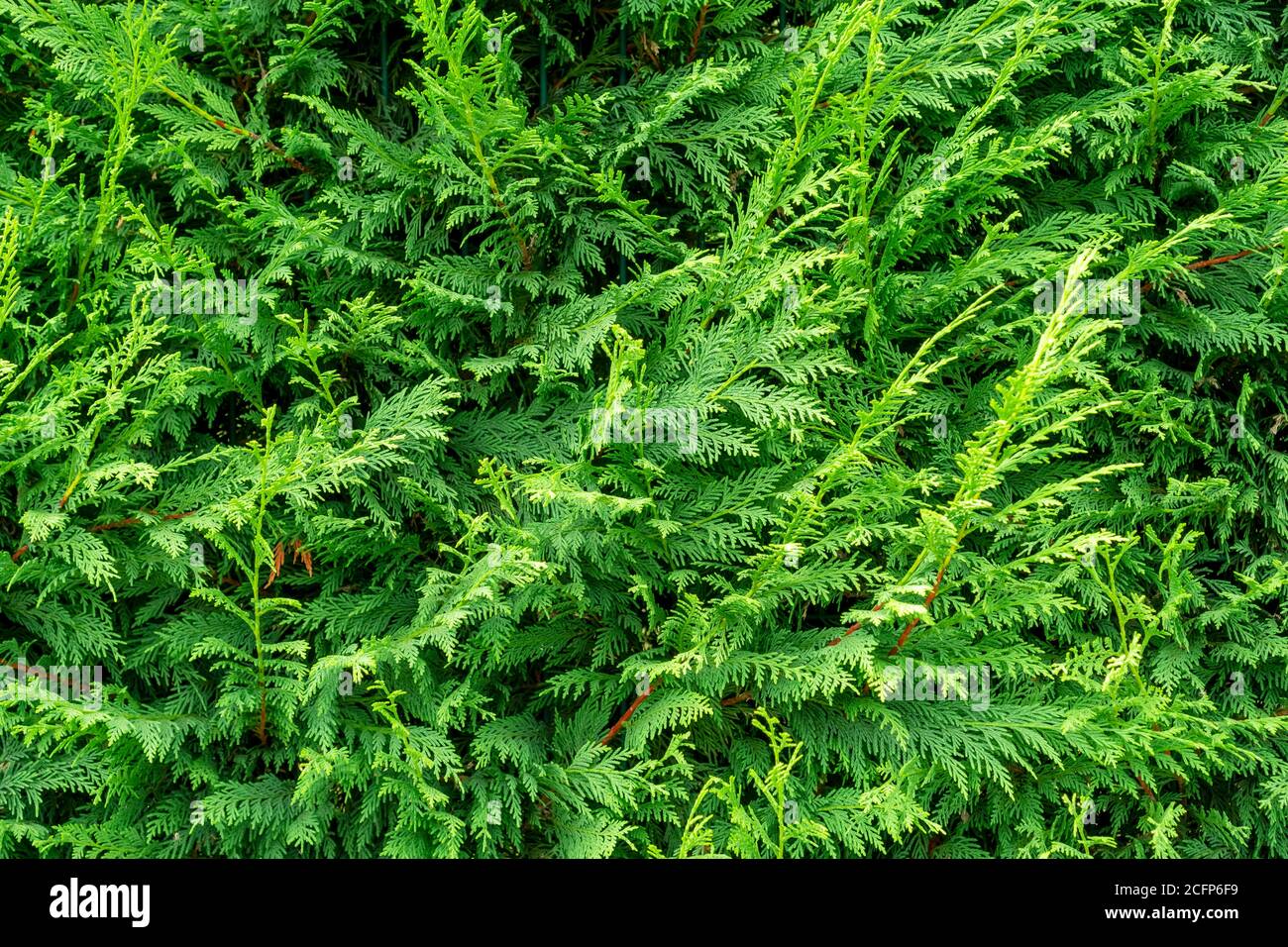 Cedar hedge texture. Beautiful green branches of thuja close up Stock Photo