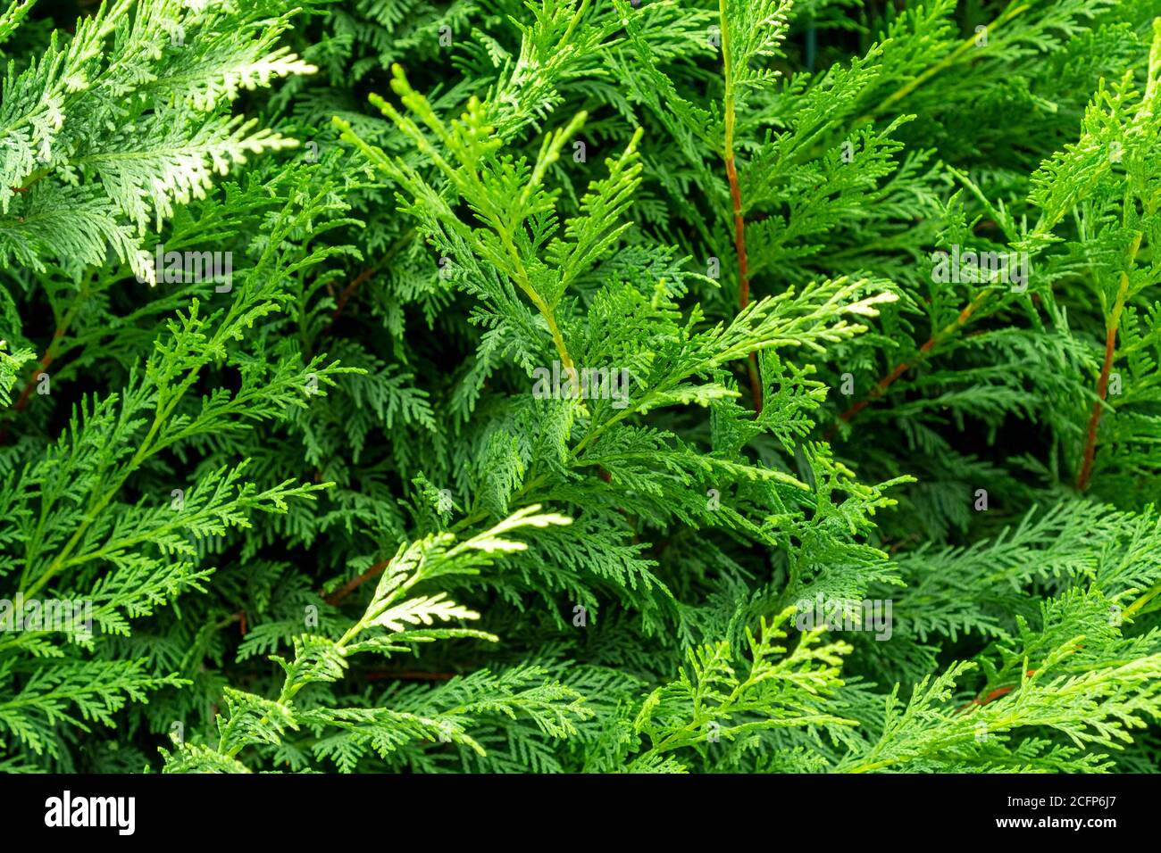 Beautiful green branches of thuja close up Stock Photo