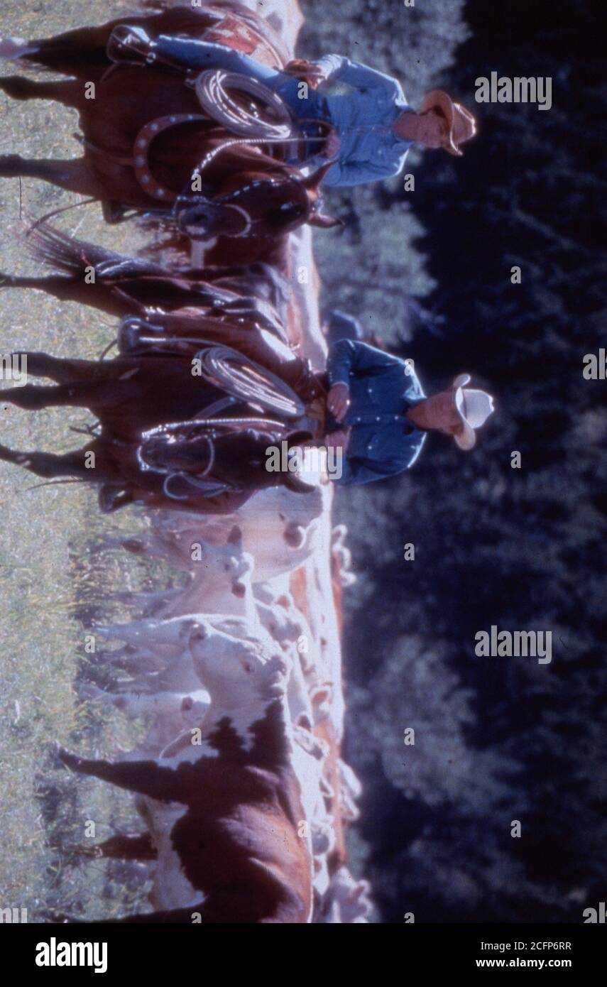 kristin scott thomas, robert redford, the horse whisperer, 1998 Stock Photo Alamy
