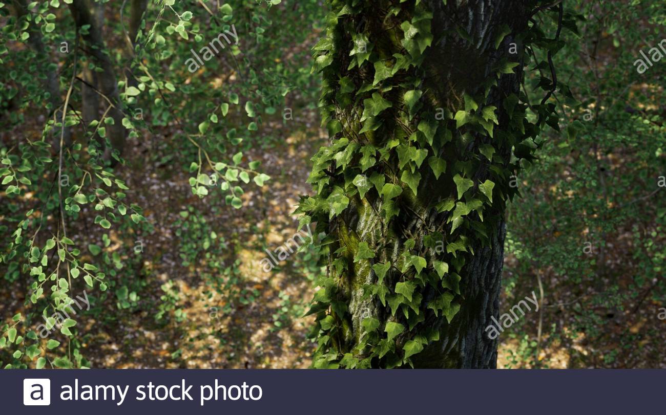 Vine Tree Branches High Resolution Stock Photography and Images Alamy
