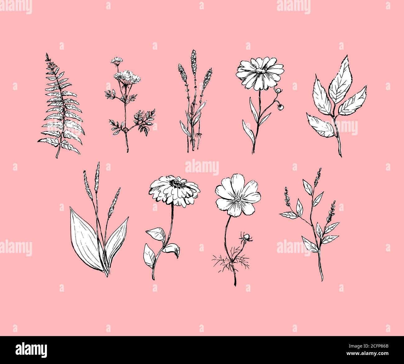 Botany. Set. Vintage flowers. Black and white illustration in the style of engravings. Stock Vector