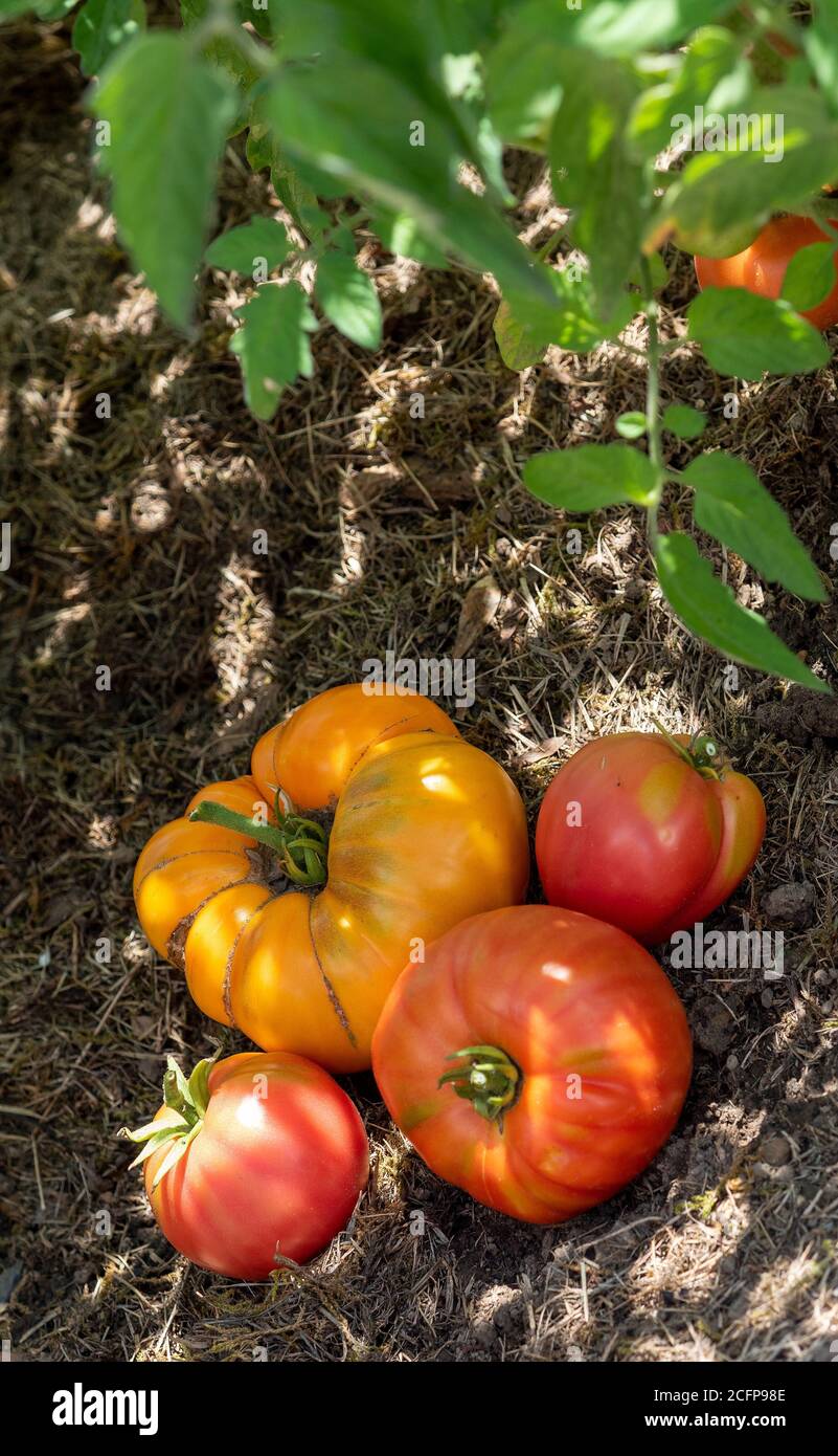 Colorful tomatoes of different sizes and kinds in the garden Stock ...
