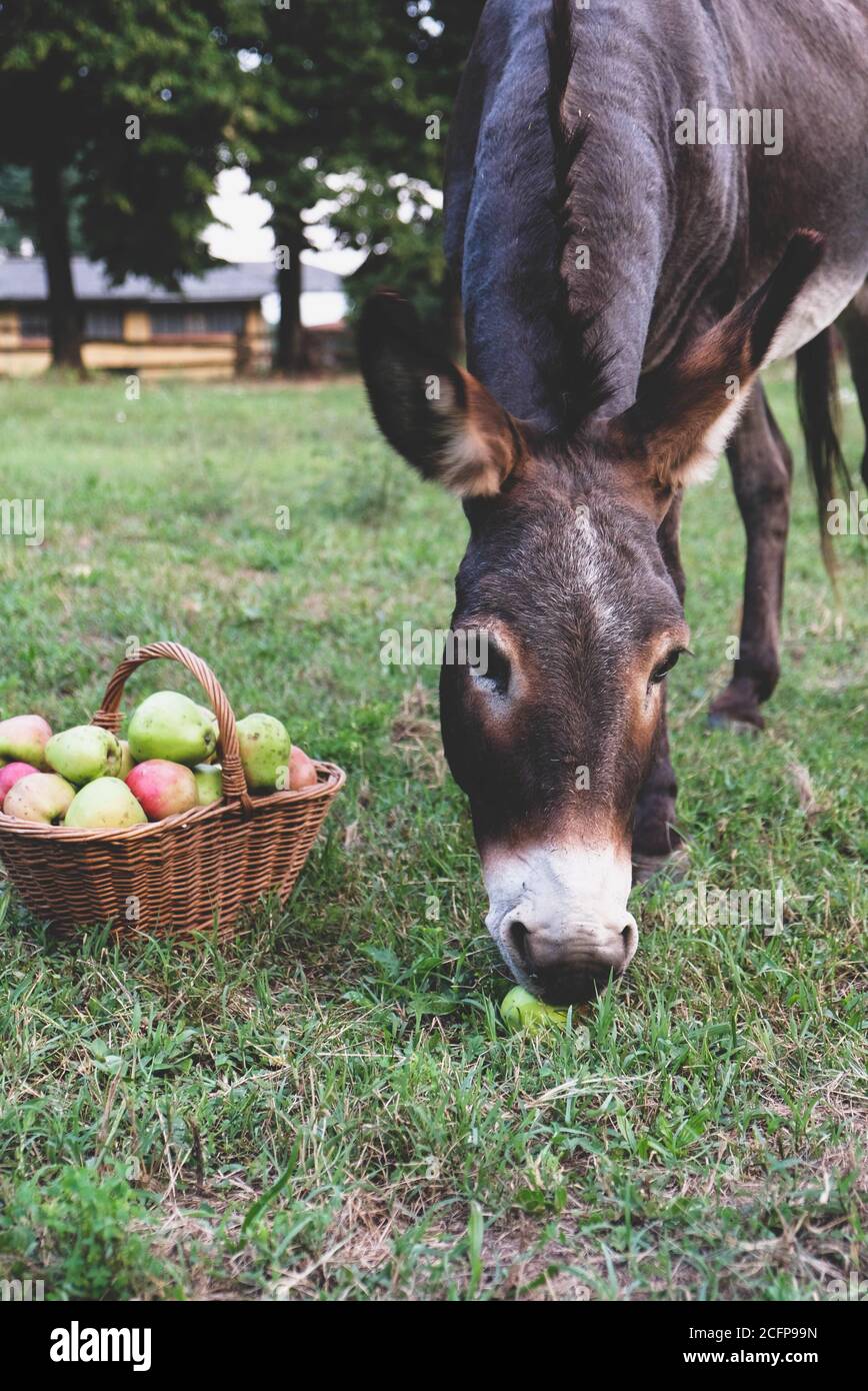 Funny donkey eating freshly picked organic apples. Stock Photo