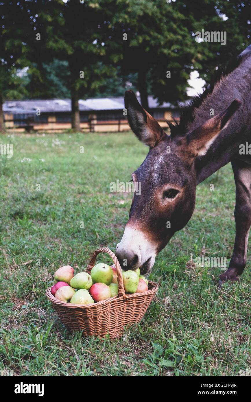 Funny donkey eating freshly picked organic apples. Stock Photo