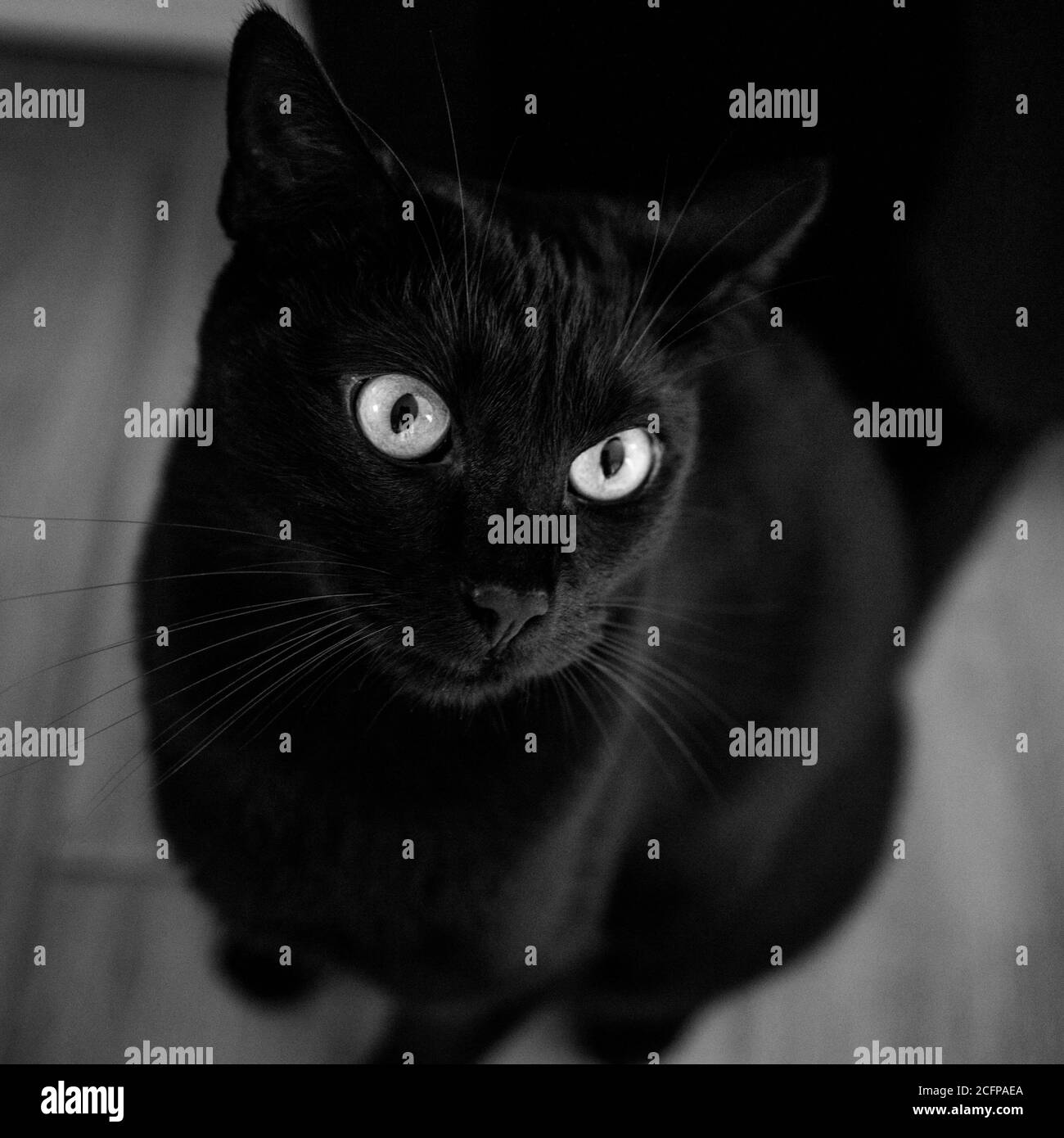 Portrait of a beautiful black cat looking up to the camera Stock Photo ...
