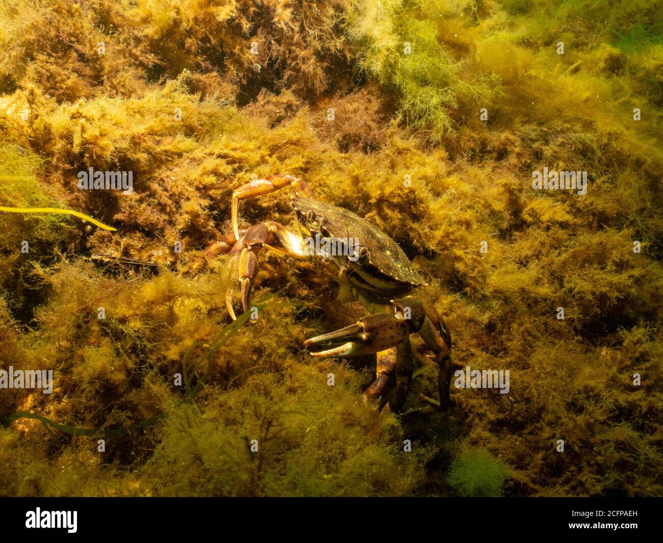 A closeup picture of a crab underwater. Picture from Oresund, Malmo in southern Sweden. Stock Photo