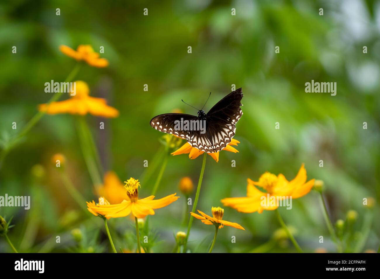 Butterfly collect nectar from flower, butterfly on flower with garden and colorful flower for