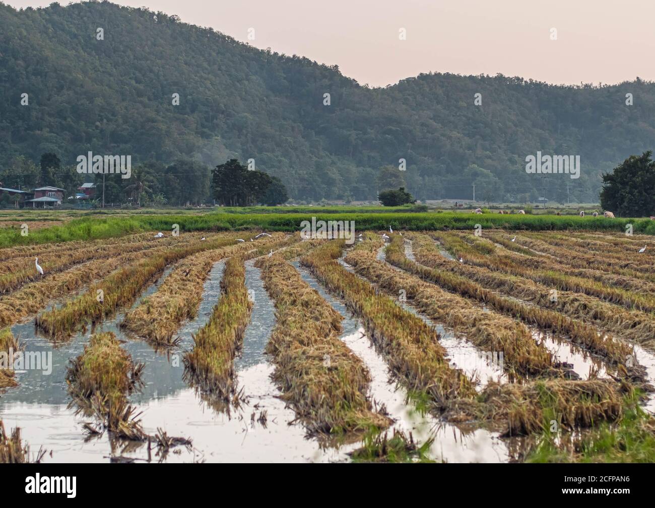 Soil preparation for rice cultivation and the rice field with mountain countryside background in Thailand Stock Photo