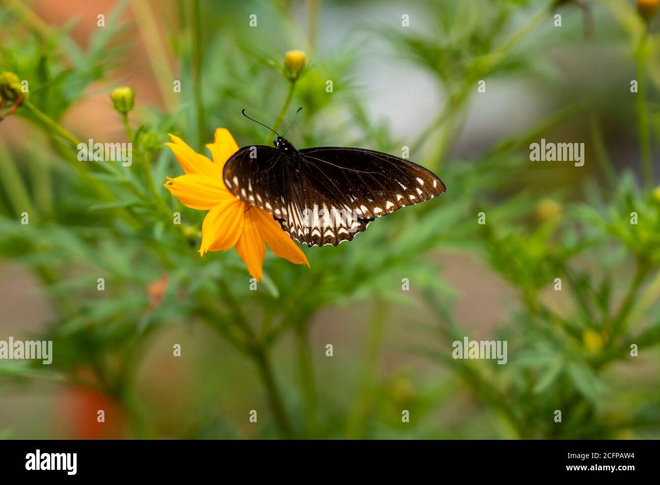 Butterfly collect nectar from flower, butterfly on flower with garden
