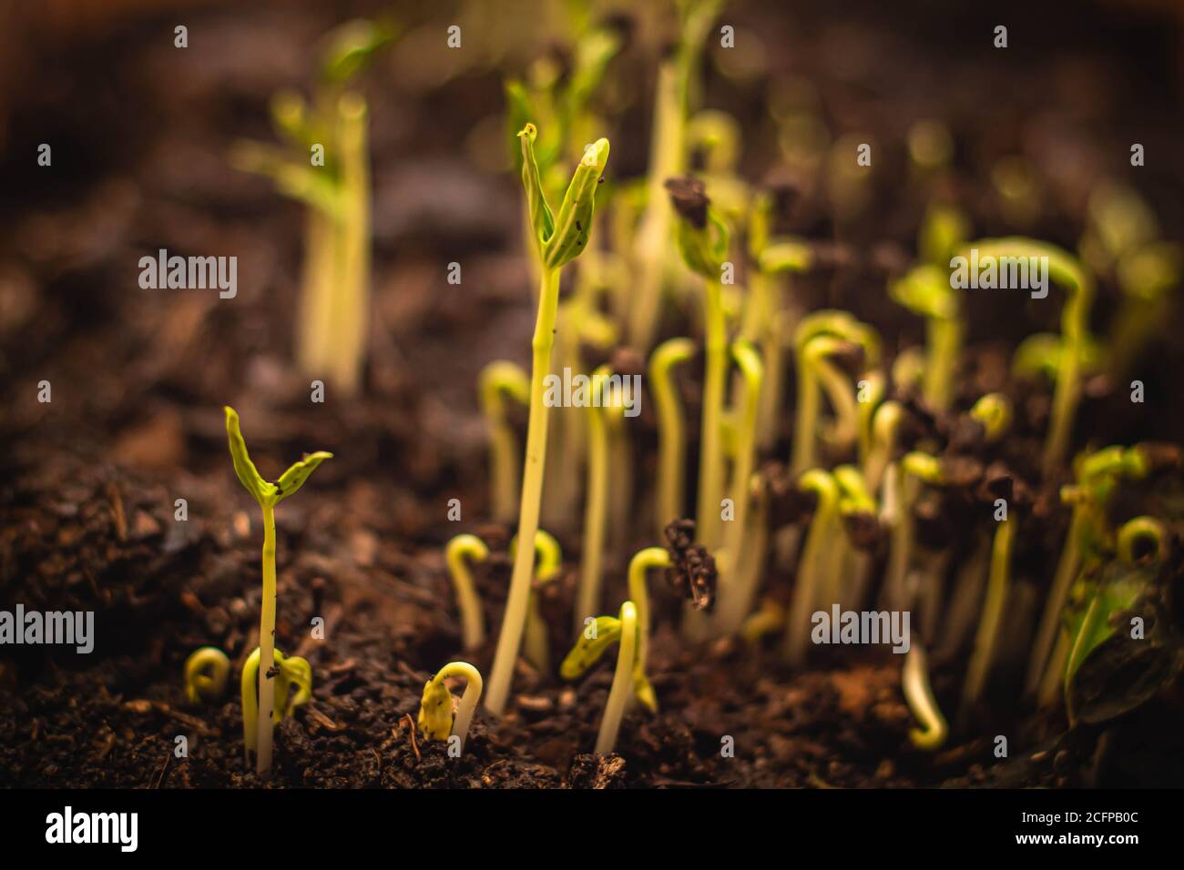 close up Seed to tree, Seeding, Plant seed growing concept, Growing plants. Plant seedling. young baby plants growing in germination sequence on soil Stock Photo