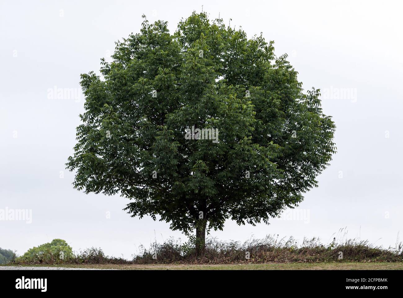 Single green tree on clear sky background Stock Photo