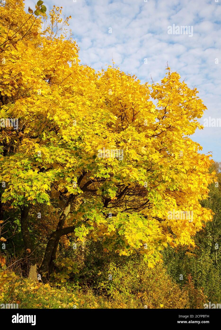 Autumn maple tree with lush golden foliage against blue sky with clouds ...