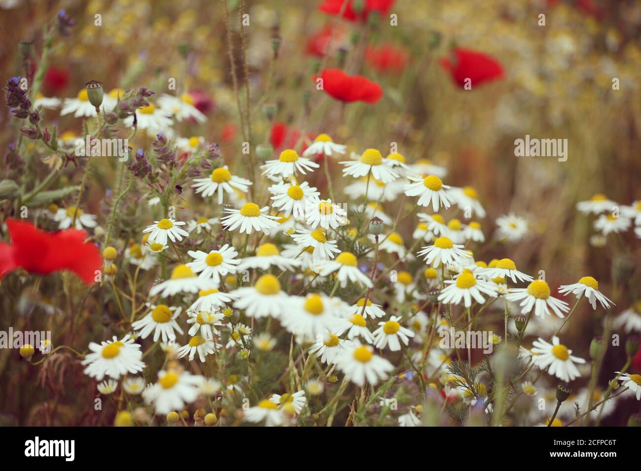 Meadow chamomile hi-res stock photography and images - Alamy