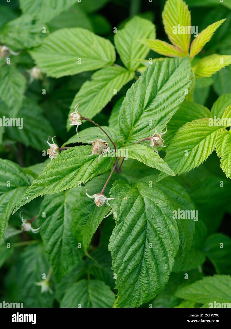 close up of raspberry plant showing raspberries starting to form but not ripen Stock Photo