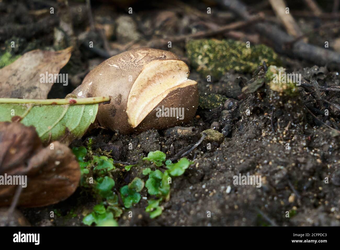 Small young Dyeball dye ball fungus fungi Pisolithus arhizus growing on soil with cracks forming Stock Photo