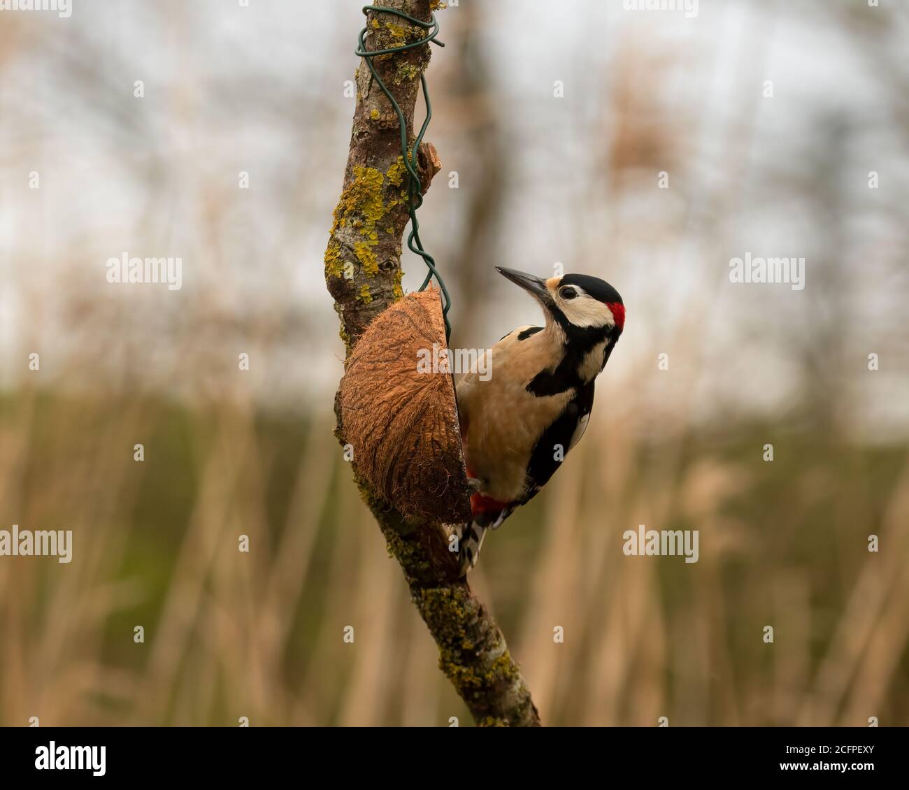 Great Spotted Woodpecker, Dendrocopos major, balancing from a coconut bird feeder Stock Photo