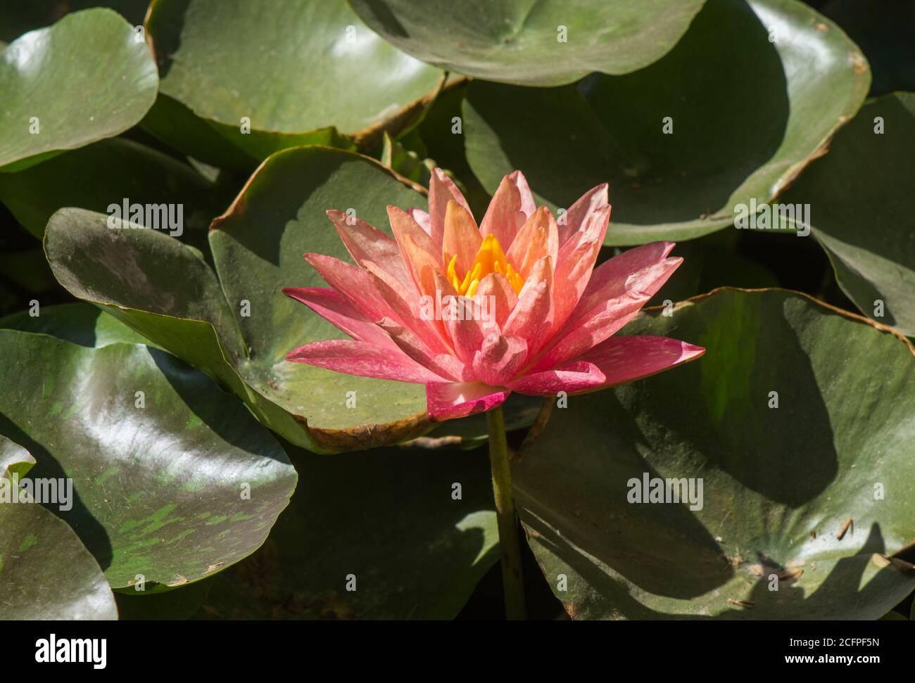 Wanvisa - Water lily (Nymphaea Wanvisa) in the botanical garden of Malaga, spain. Stock Photo