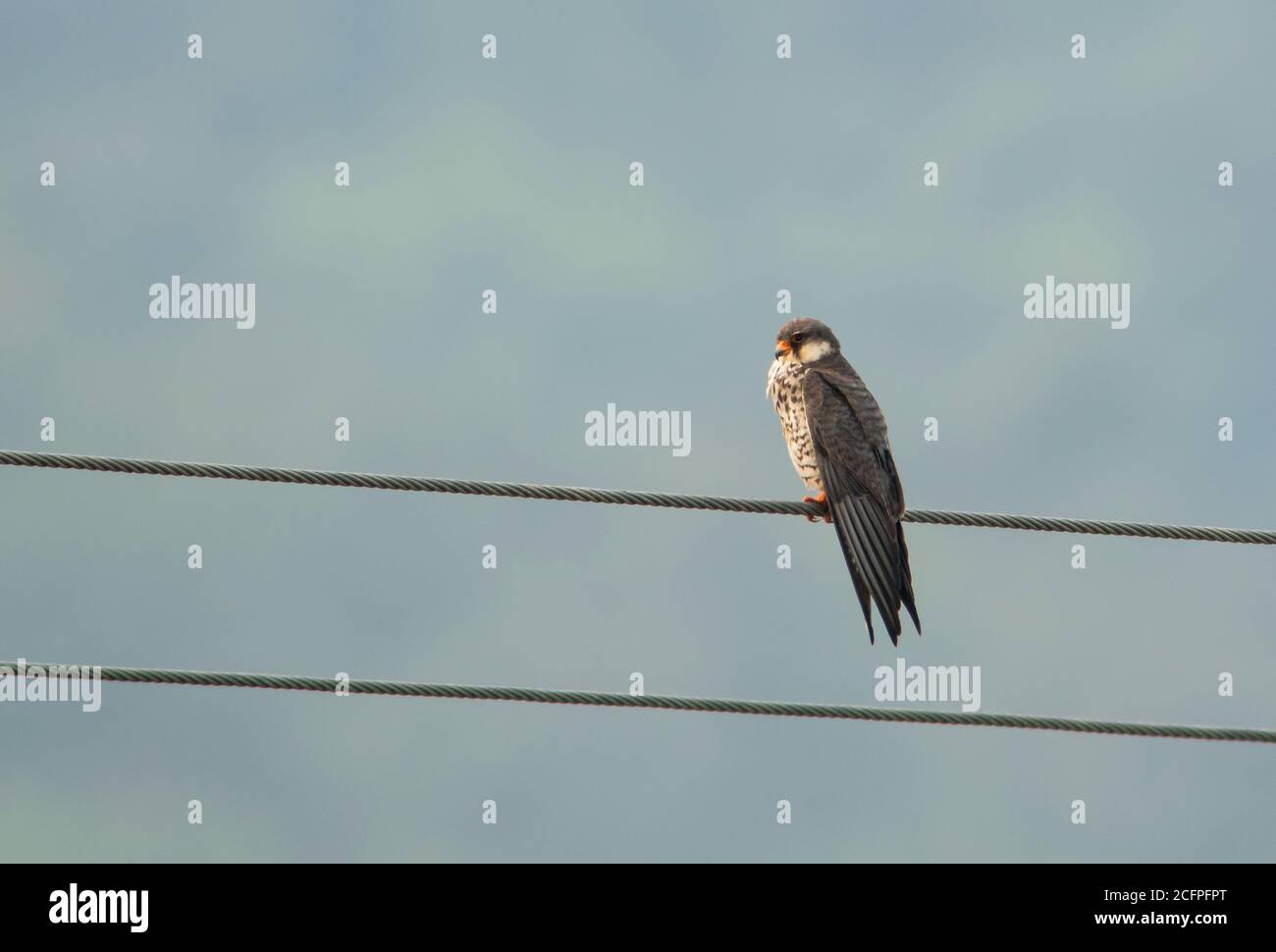 eastern red-footed krestel (Falco amurensis), second calendar year sitting on electricity wire, China, Dongzhai Stock Photo