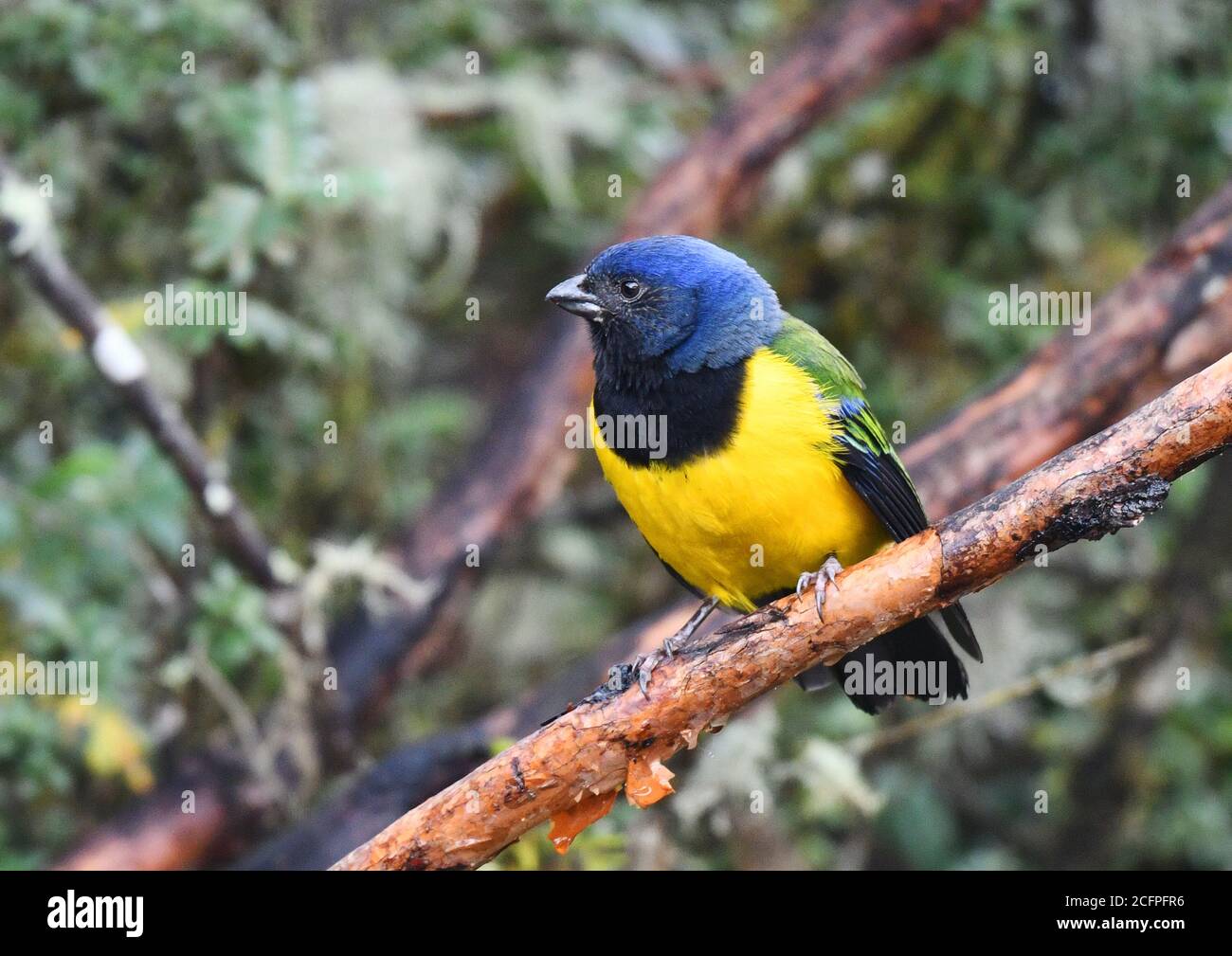 black-chested tanager (Buthraupis eximia, Cnemathraupis eximia), perched on a branch in a montane forest, Ecuador Stock Photo