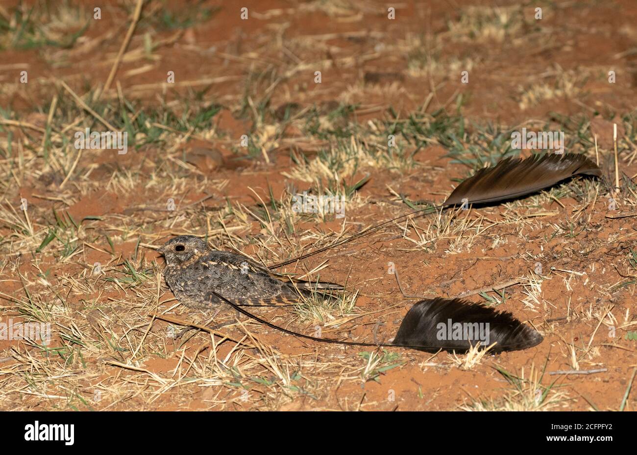 standard-winged nightjar (Caprimulgus longipennis, Macrodipteryx longipennis), Male displaying on the ground, showing its broad central flight Stock Photo