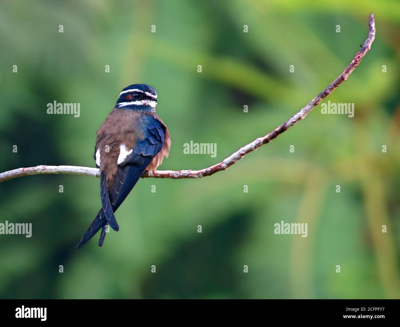Lesser tree swift,Whiskered treeswift (Hemiprocne comata), perched on a ...