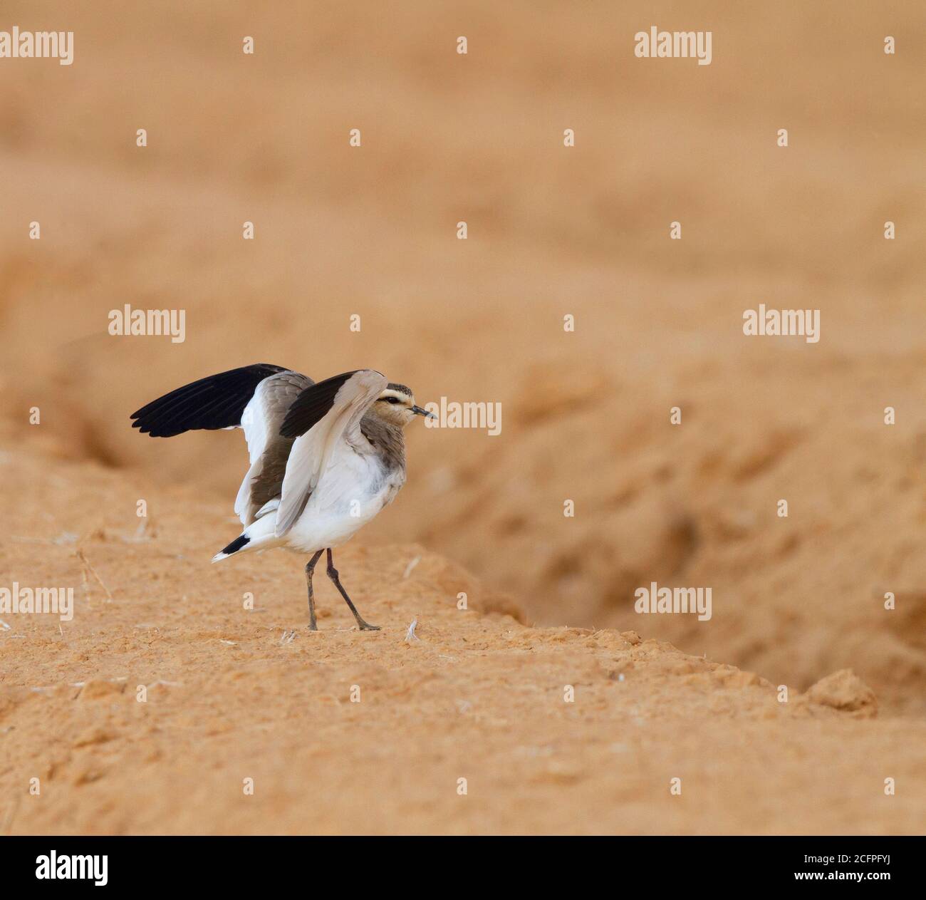 sociable plover (Chettusia gregaria, Vanellus gregarius), with outstretched wings on an acrel, rare vagrant, Israel Stock Photo