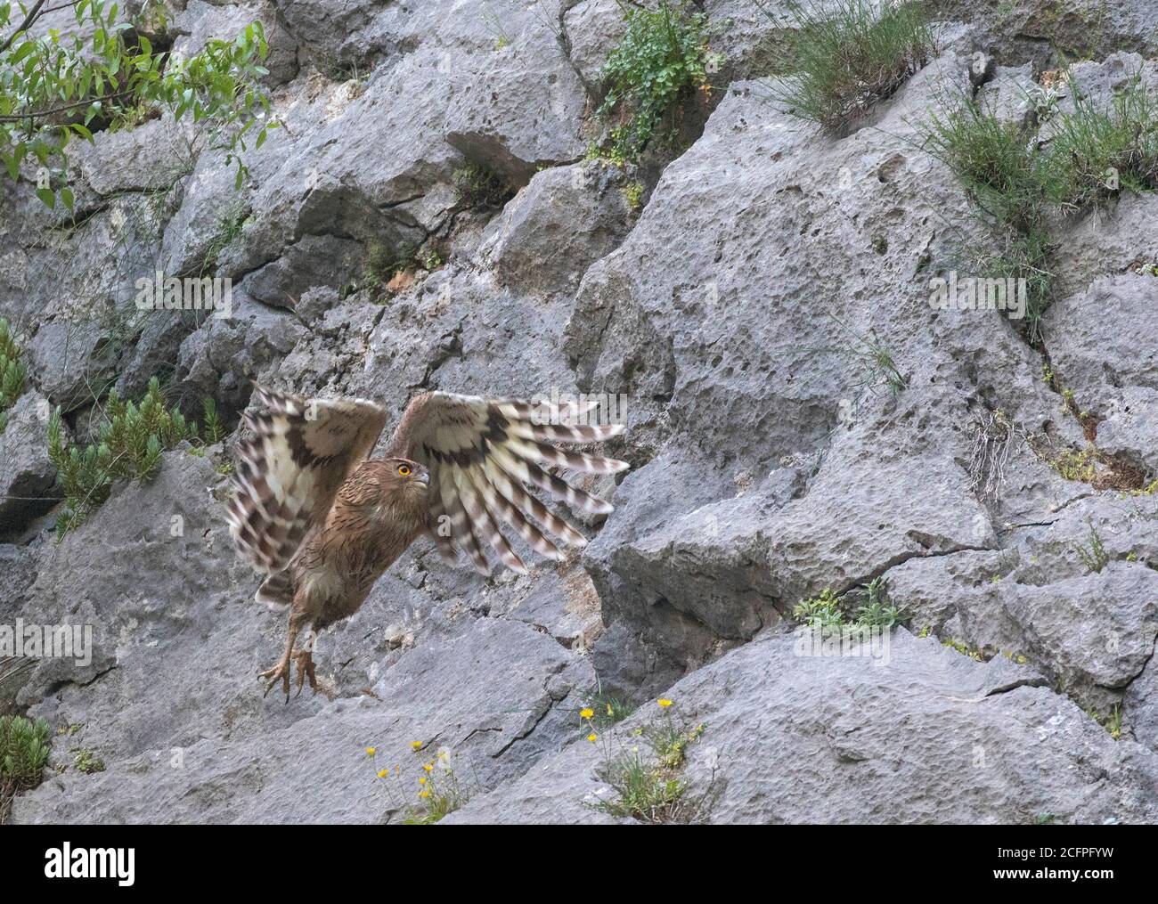 Turksih fish owl (Bubo semenowi, Bubo zeylonensis semenowi, Ketupa zeylonensis semenowi), starting in a canyon, Turkey, Taurus Stock Photo