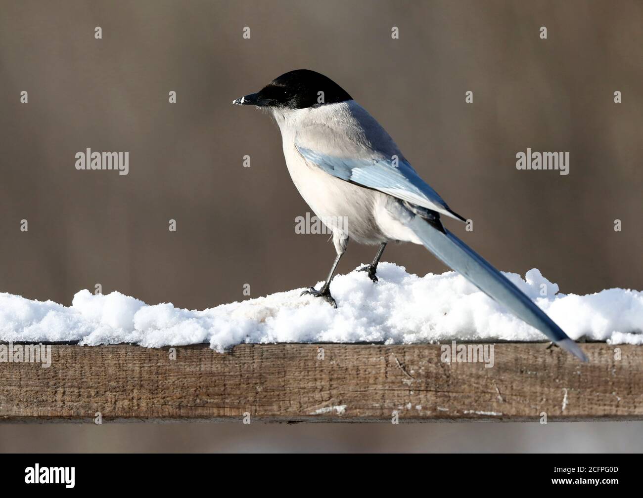 azure-winged magpie (Cyanopica cyanus, Cyanopica cyana), Adult perched on a garden fench, Russia, Baikal Lake Stock Photo