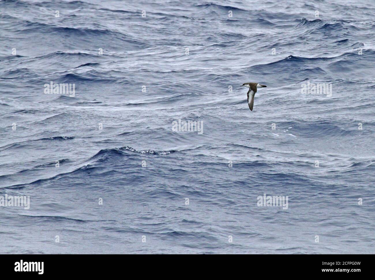 Bannerman's Shearwater (Puffinus bannermani), flying low over the sea between Micronesia and Japan, Japan Stock Photo