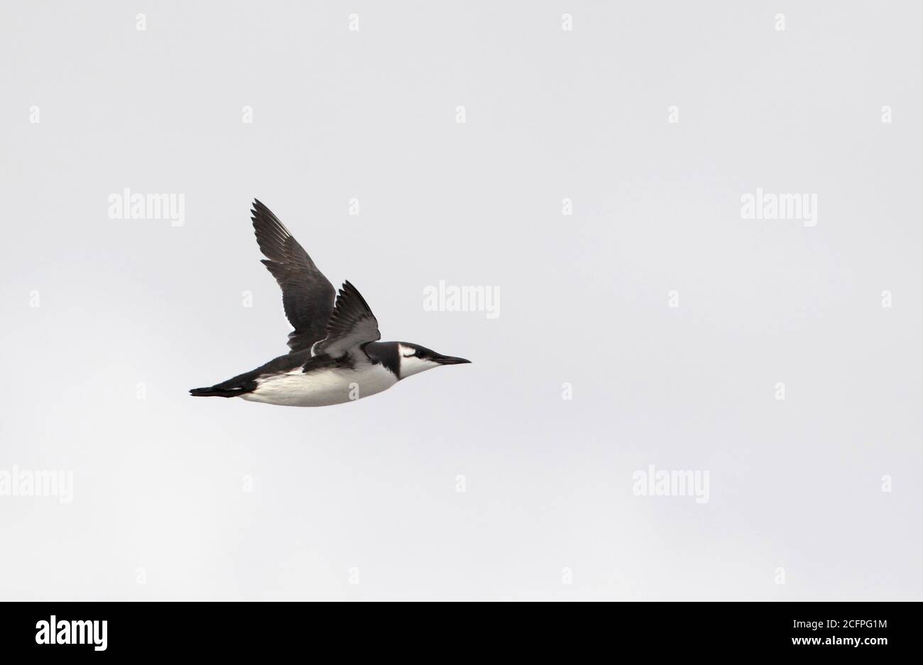 common guillemot (Uria aalge), flying high along the coast, Sweden, Mellby Strand Stock Photo