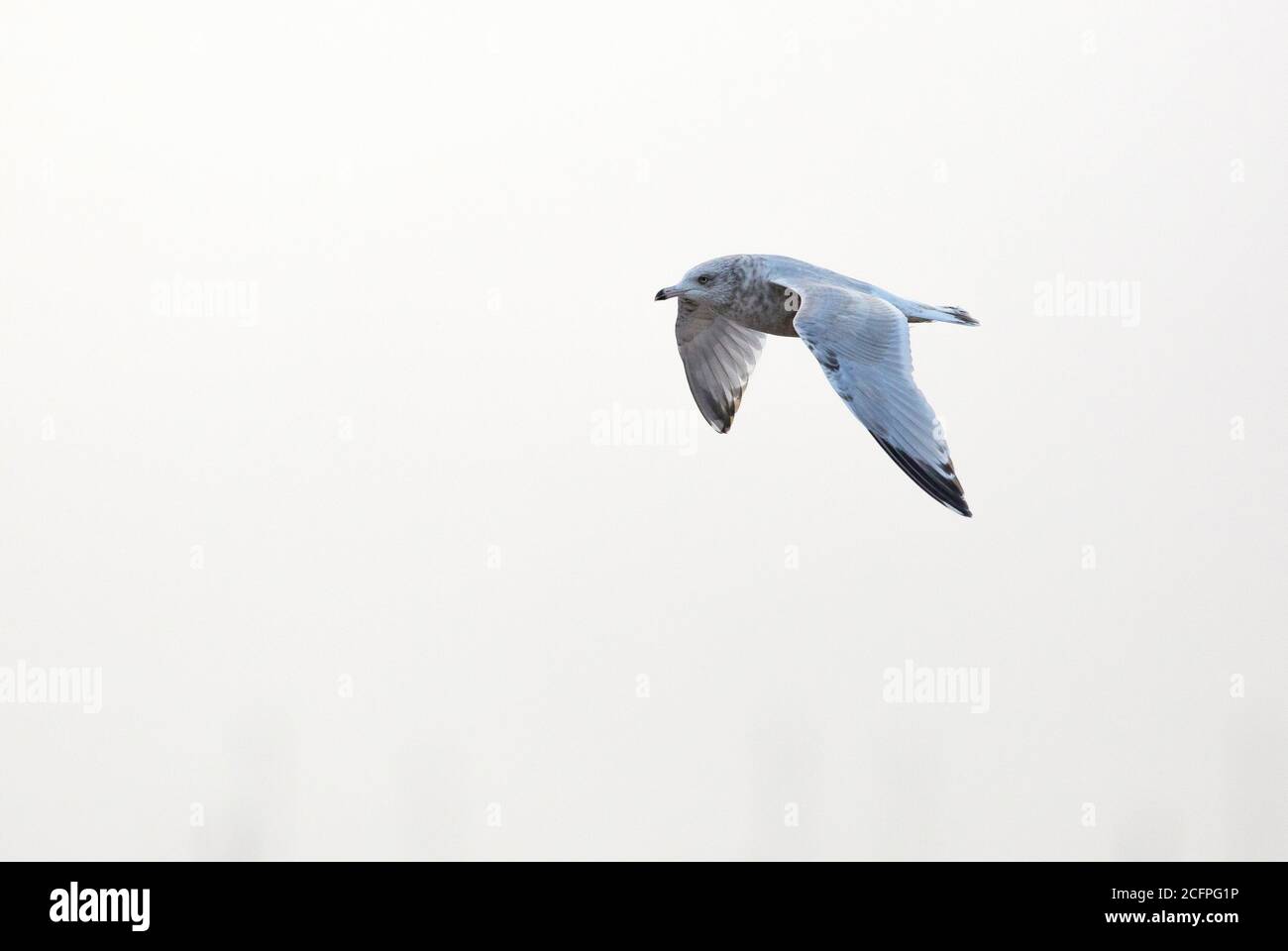 American Herring Gull (Larus smithsonianus), Third winter in flight showing upperwing, USA Stock Photo