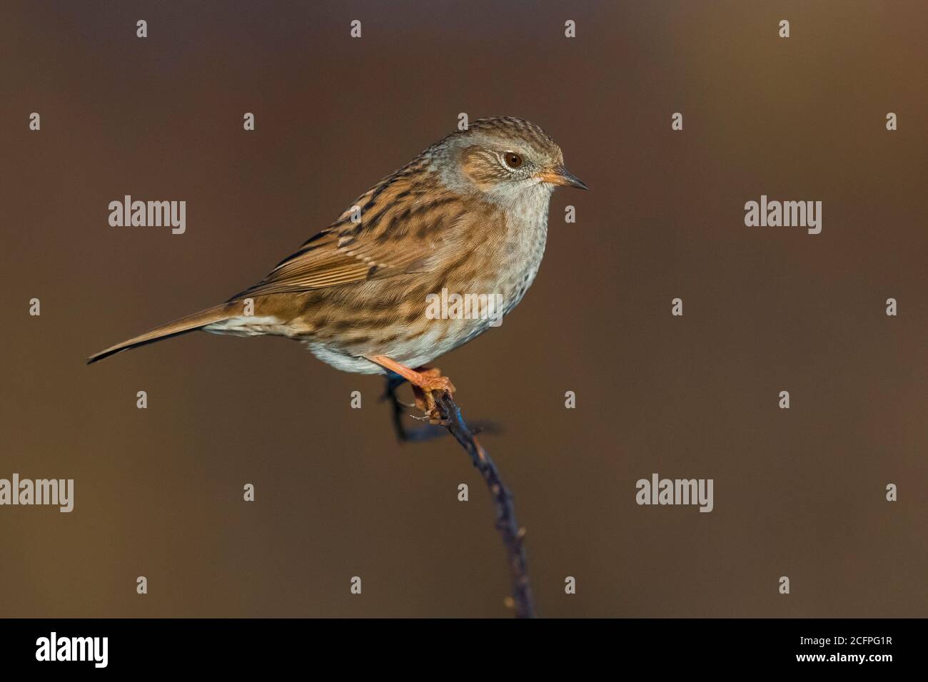 dunnock (Prunella modularis), perched on a branch with brown background, Italy, Stagno di Peretola Stock Photo