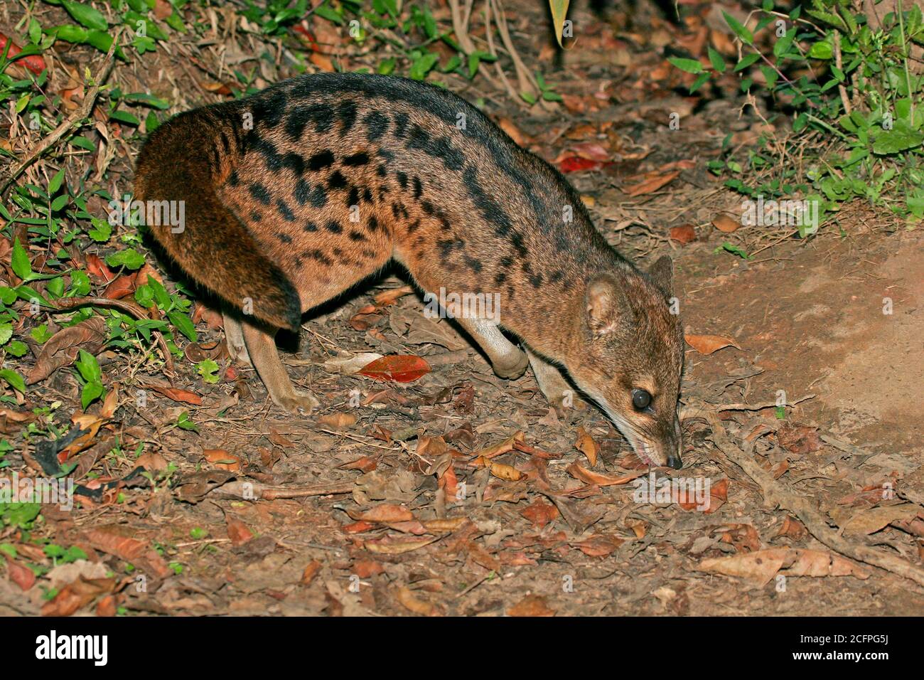 spotted Malagasy civet, spotted fanaloka, spotted fanalouc, fanaloka, jabady (Fossa fossana), Sniffing on the ground, Madagascar Stock Photo