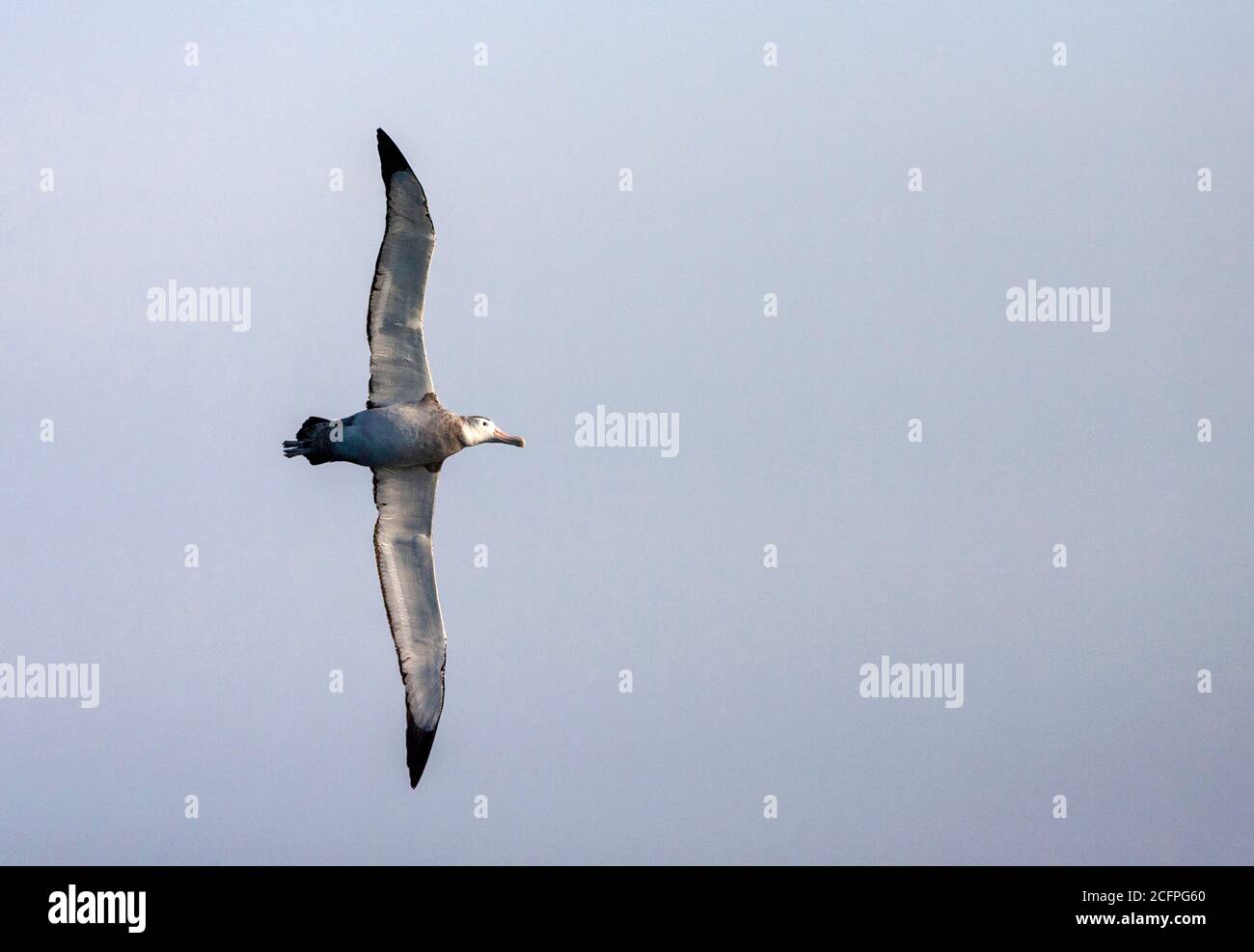 Wandering Albatros, Snowy Albatross (Diomedea exulans), Immature in flight, showing large wingspan., Suedgeorgien Stock Photo
