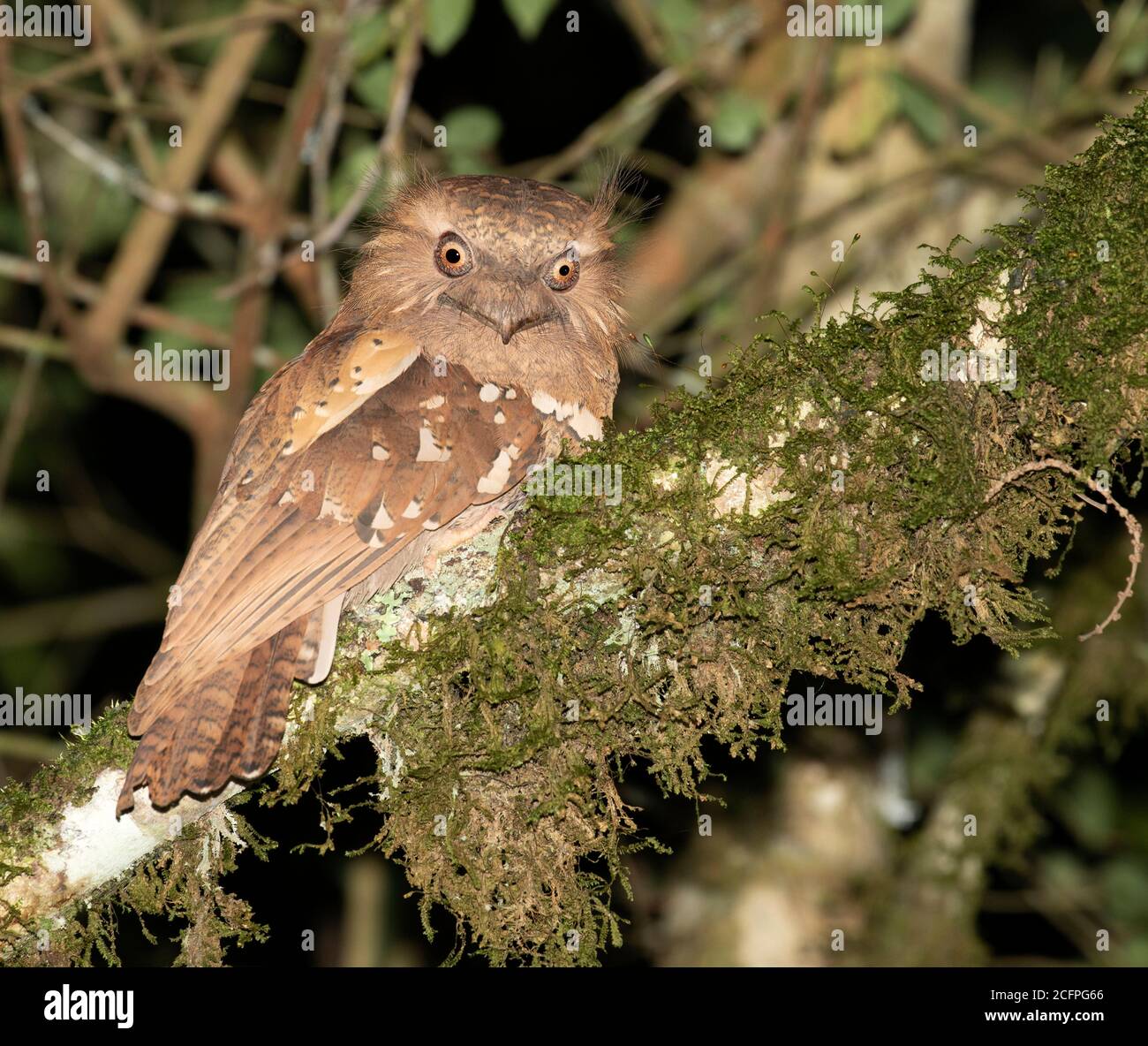 Philippine frogmouth (Batrachostomus septimus), perched on a moss covered branch, Philippines Stock Photo