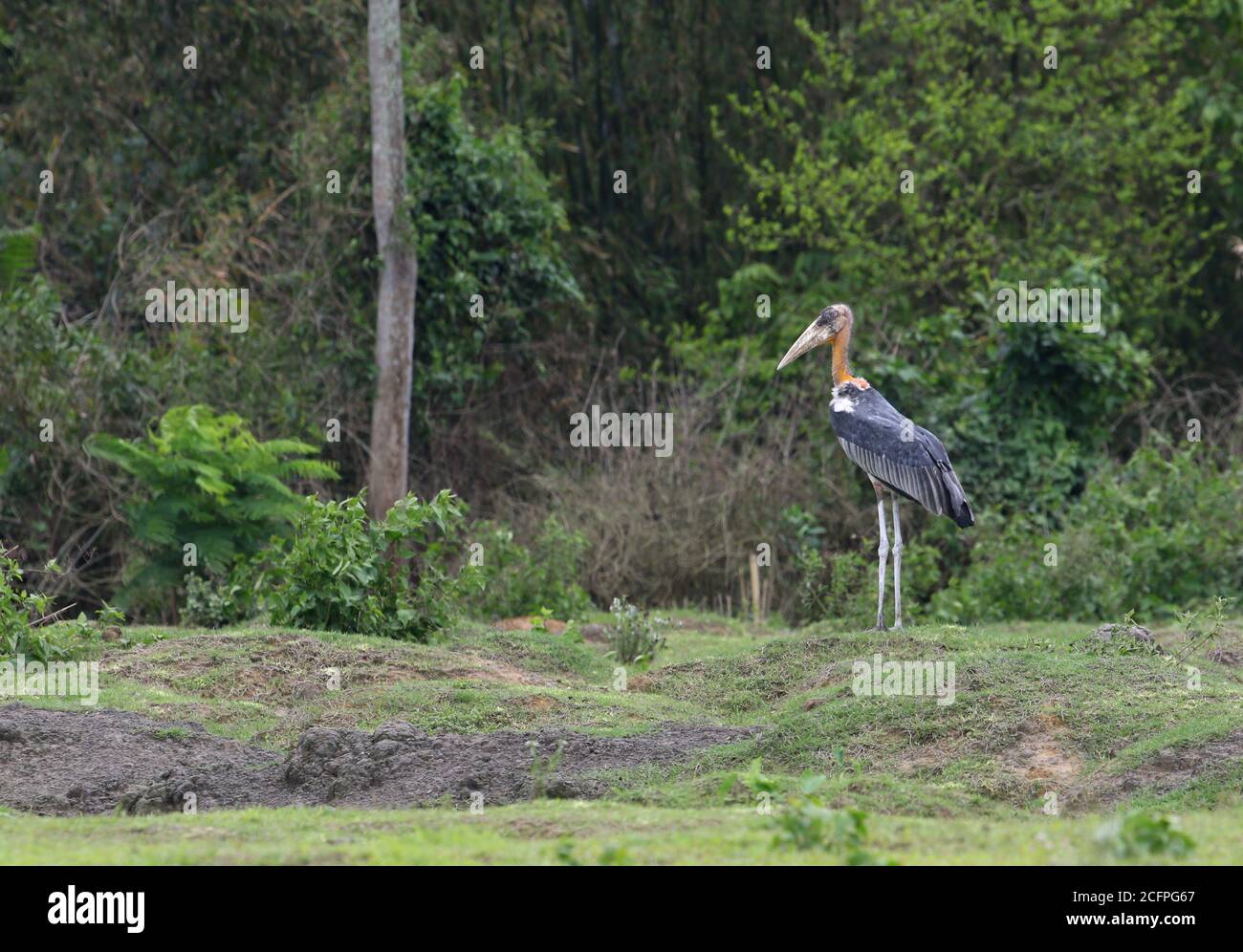 greater adjutant stork (Leptoptilos dubius), standing on forest edge looking alert for possible danger, India, Stock Photo
