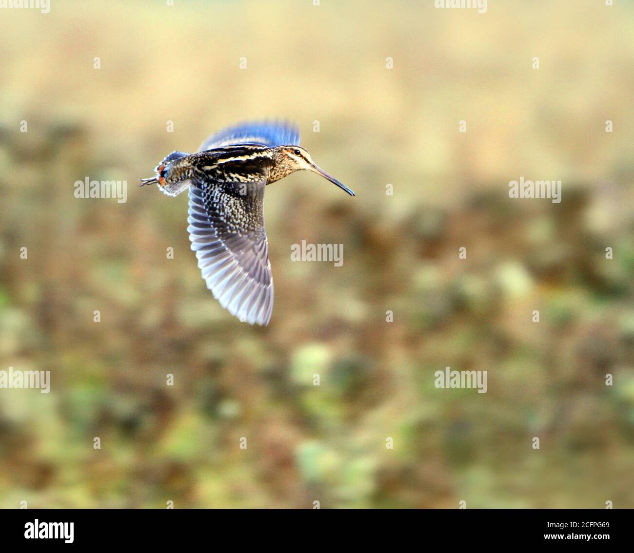 wood snipe (Gallinago nemoricola), in flight, Bhutan Stock Photo - Alamy