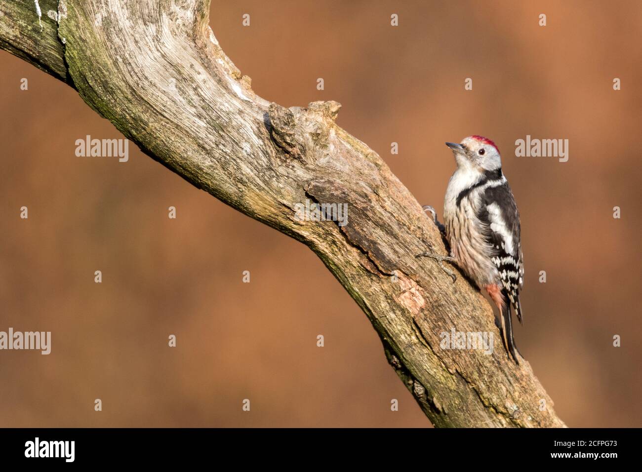 middle spotted woodpecker (Picoides medius, Dendrocopos medius, Leiopicus medius, Dendrocoptes medius), in wild forest in Bialowieza, Poland, Stock Photo
