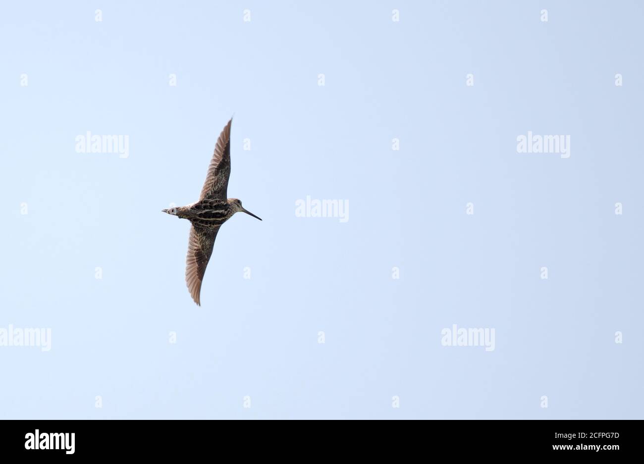 pintail snipe (Gallinago stenura), in flight, showing upper wing ...