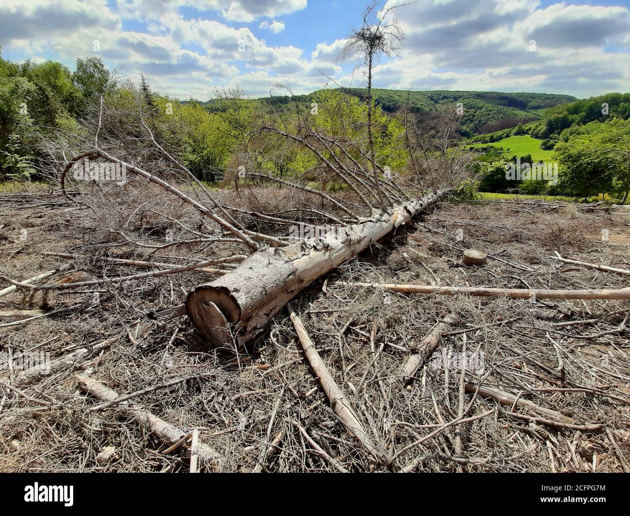 Norway spruce (Picea abies), spruce log damaged by bark beetles ...