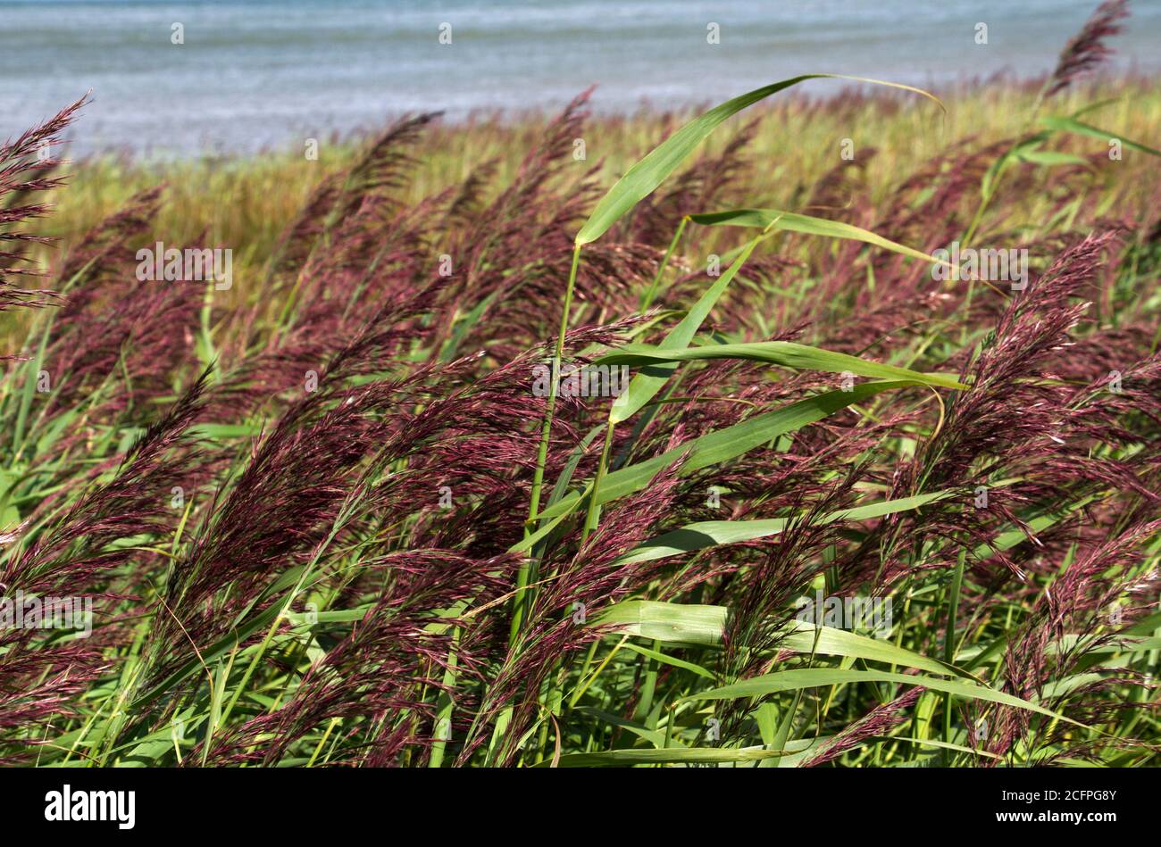 An adaptable and highly productive native of the North American Prairies, Blackwell Switchgrass has been used in the UK to control erosion Stock Photo