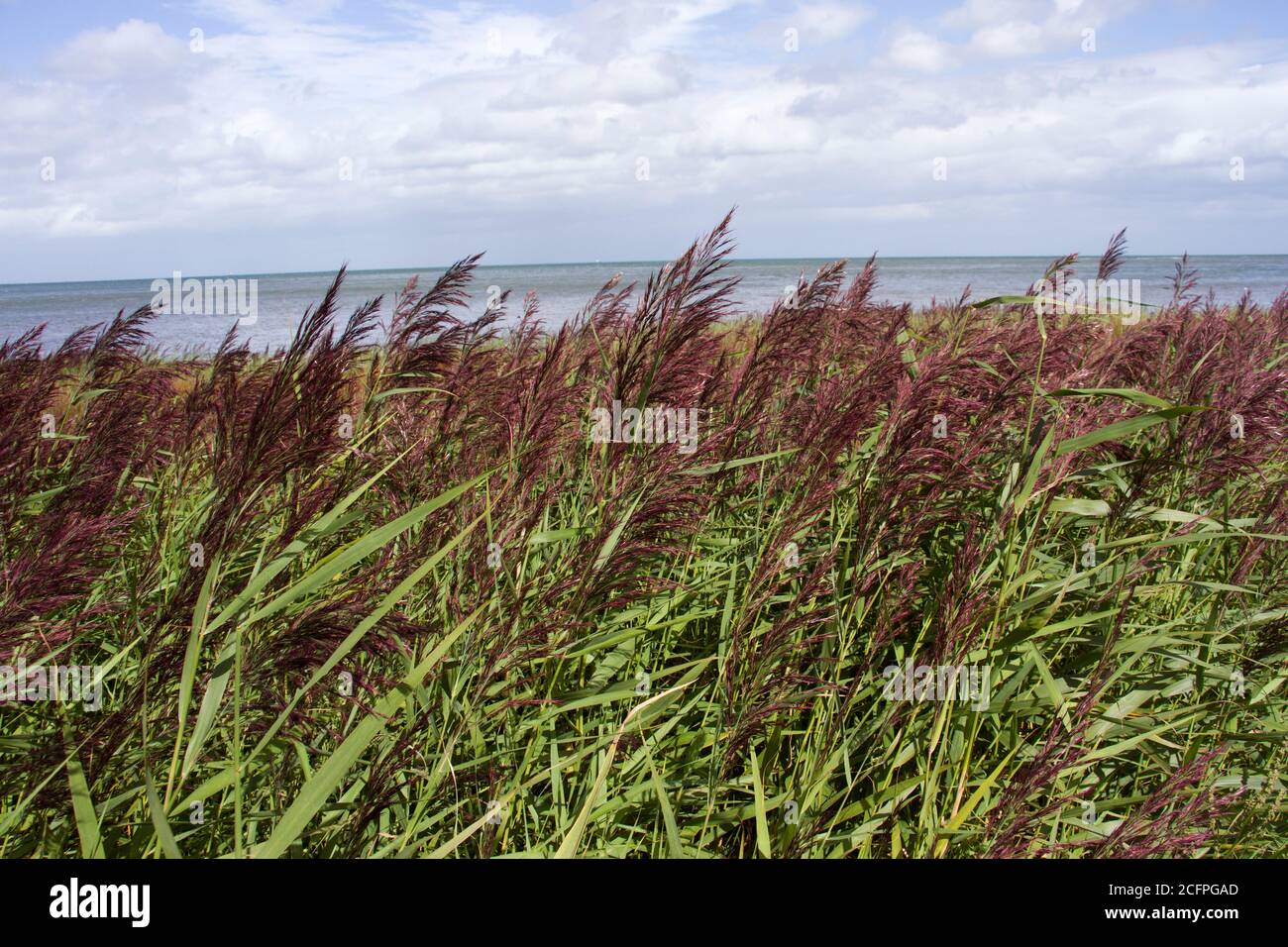 An adaptable and highly productive native of the North American Prairies, Blackwell Switchgrass has been used in the UK to control erosion Stock Photo