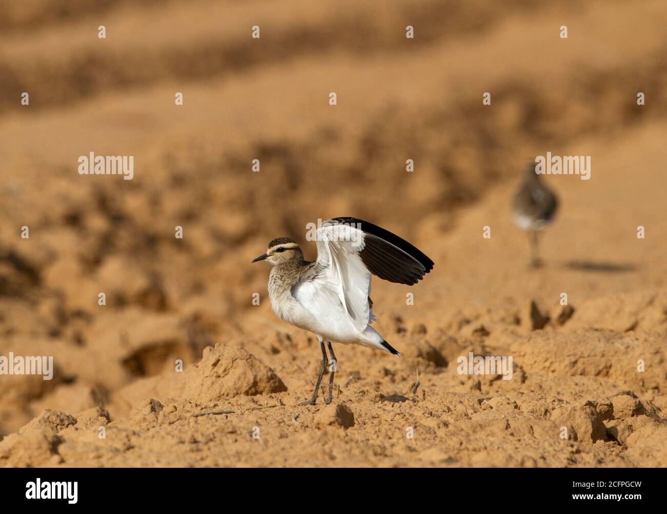 sociable plover (Chettusia gregaria, Vanellus gregarius), standing on sandy ground and stretching, rare vagrant to the Middle Eastern region, Israel Stock Photo