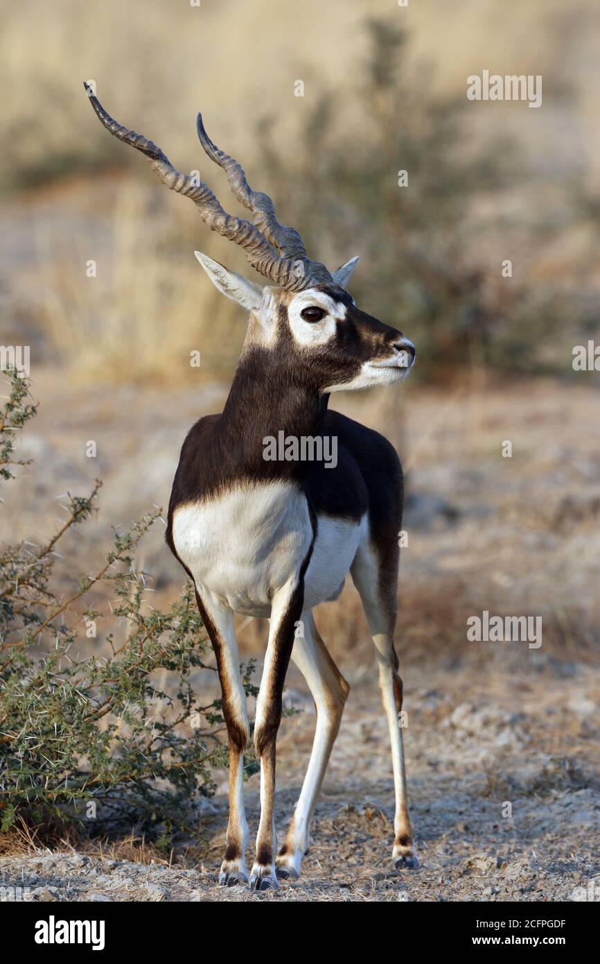 blackbuck (Antilope cervicapra), male stands in habitat, India, Tal Chhapar Stock Photo