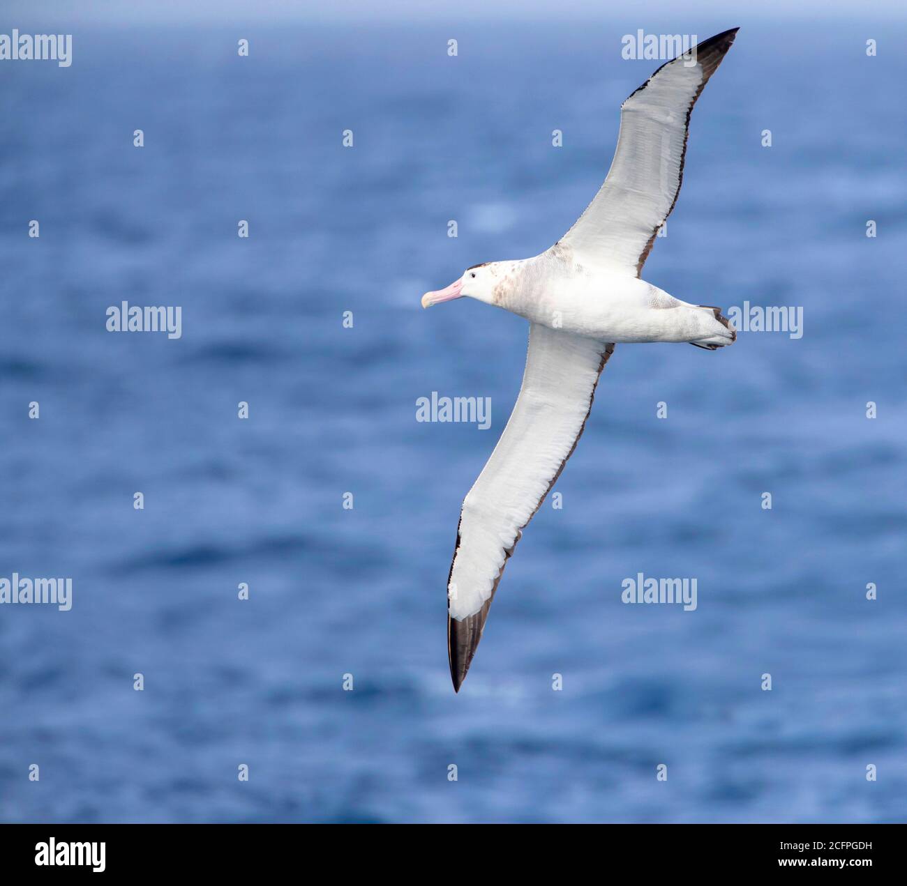Auckland islands and albatross hi-res stock photography and images - Alamy