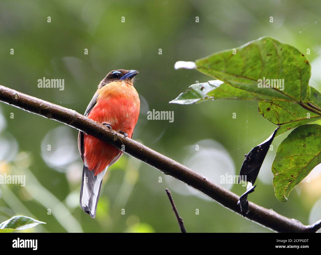 scarlet-rumped trogon (Harpactes duvaucelii), female perched in a tree in a tropical forest, Malaysia Stock Photo