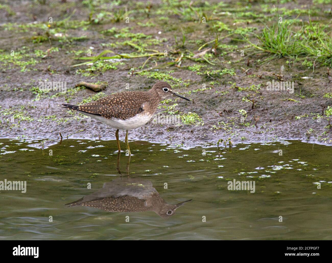 solitary sandpiper (Tringa solitaria cinnamomea, Tringa cinnamomea), Juvenile foraging in creek, USA, Alaska, Anchorage Stock Photo