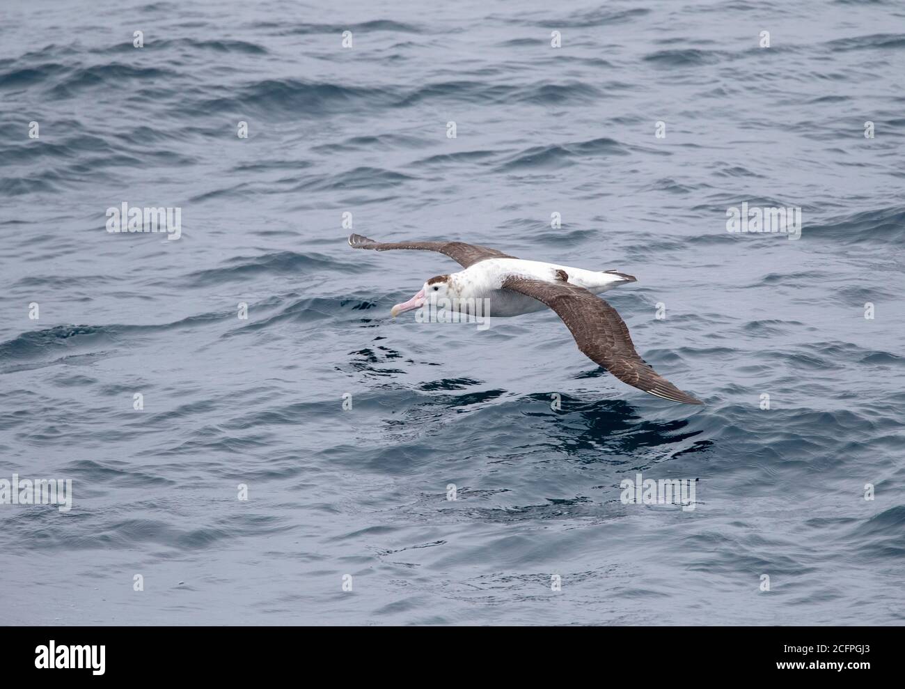 Antipodean Albatross (Diomedea antipodensis), flying low over the