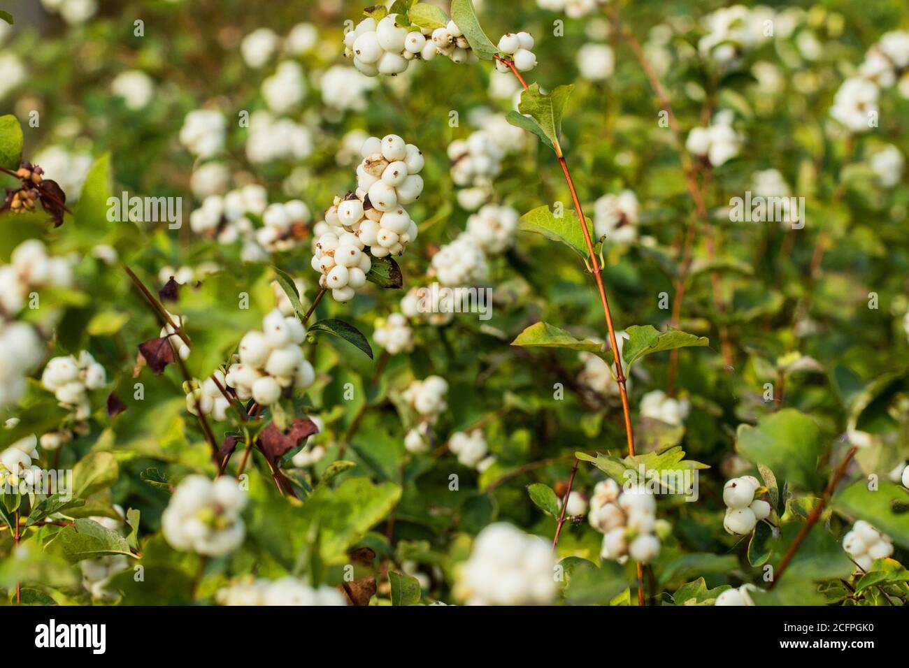 Common snowberry, waxberry (Symphoricarpos albus, Symphoricarpos rivularis), fruiting, Netherlands, Frisia Stock Photo