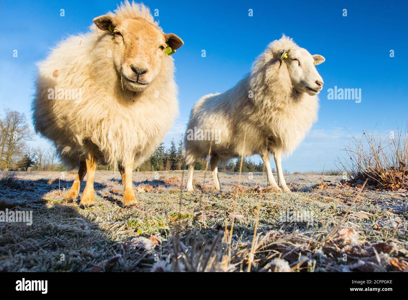 domestic sheep (Ovis ammon f. aries), ina meadow with hoar frost in winter, Netherlands, Drenthe, Drents-Friese Wold Stock Photo
